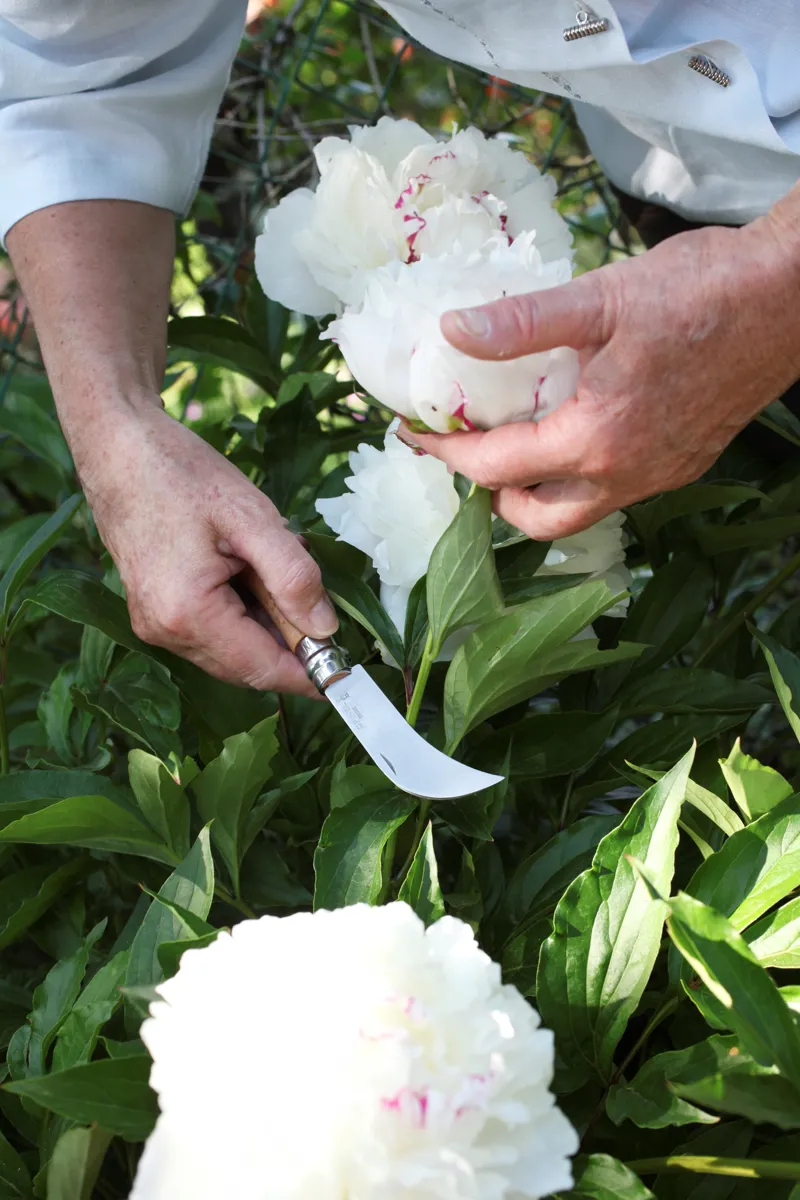 Opinel No.08 Stainless Steel Folding Pruning and Grafting Knife-4