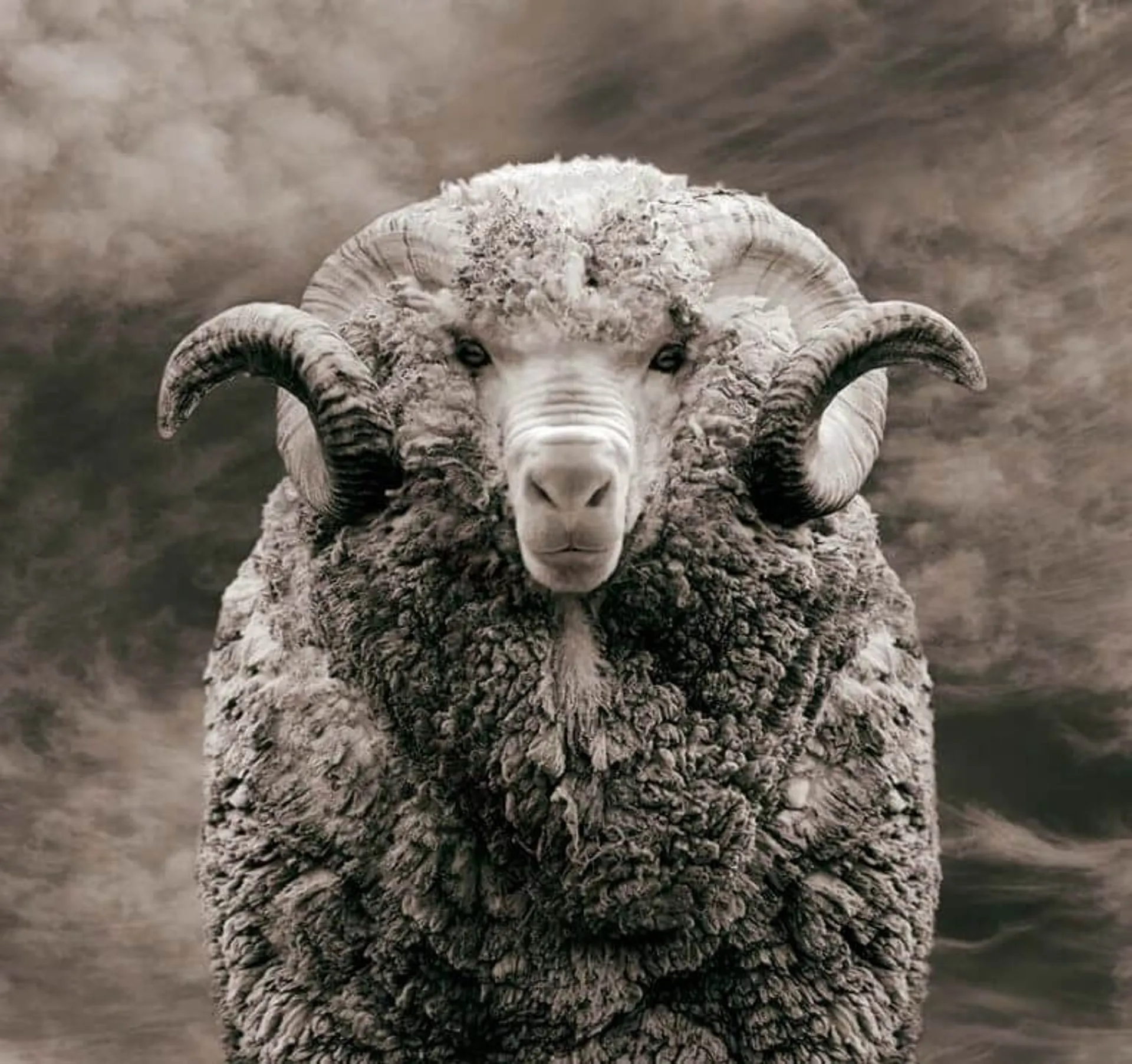Meet Woolpower Bill the ethical Merino Sheep