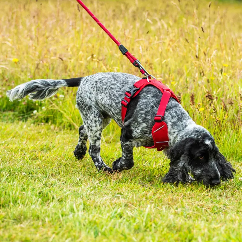 Mountain Paws Climbing Rope Dog Lead - Red-5