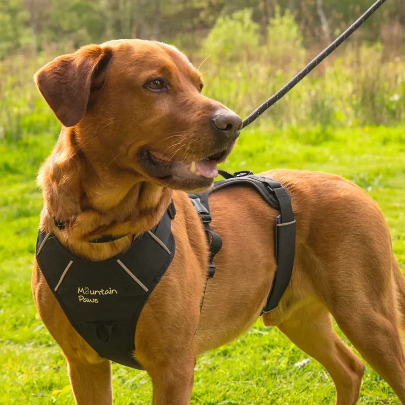 Mountain Paws 3-Strap Dog Harness - Black-5