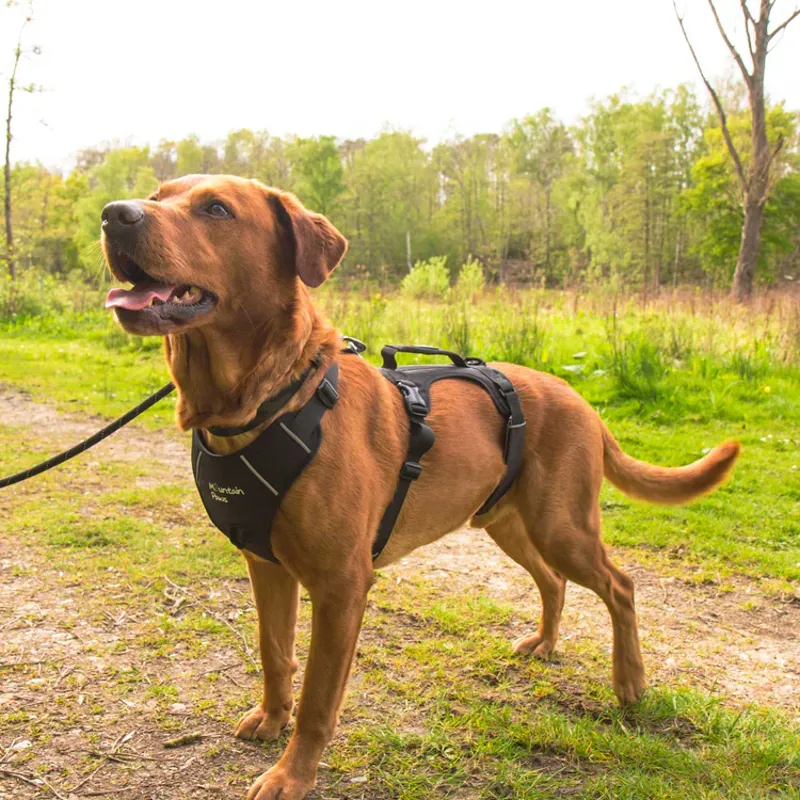 Mountain Paws 3-Strap Dog Harness - Black-7