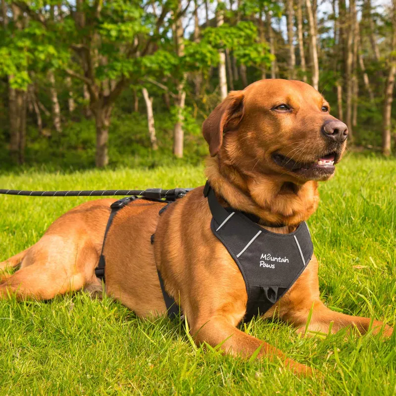 Mountain Paws 3-Strap Dog Harness - Black-8