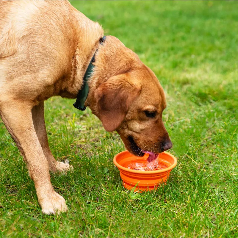 Mountain Paws - Collapsible Silicone Dog Bowl - Orange-4