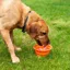 Mountain Paws - Collapsible Silicone Dog Bowl - Orange