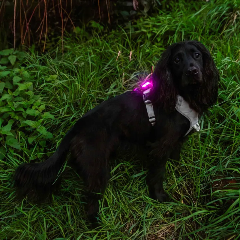 Mountain Paws Rechargeable Multi-Coloured Dog Safety Light-6
