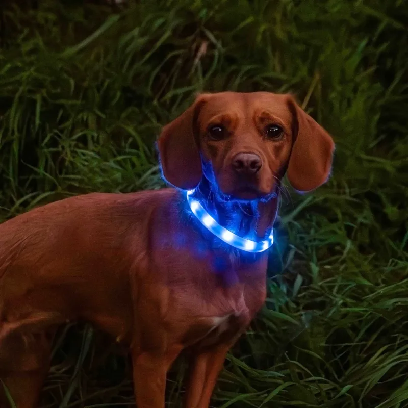 Mountain Paws Rechargeable Multi-Coloured Dog Collar Light-8