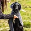 Mountain Paws Dog Robe - Grey Large