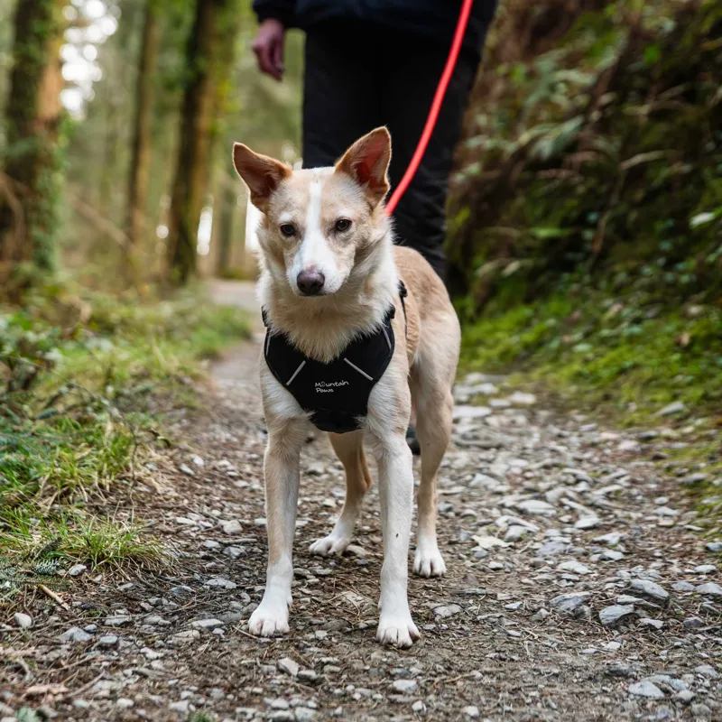 Mountain Paws Climbing Rope Dog Lead - Olive