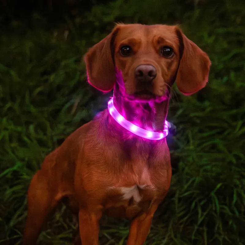 Mountain Paws Rechargeable Multi-Coloured Dog Collar Light-6