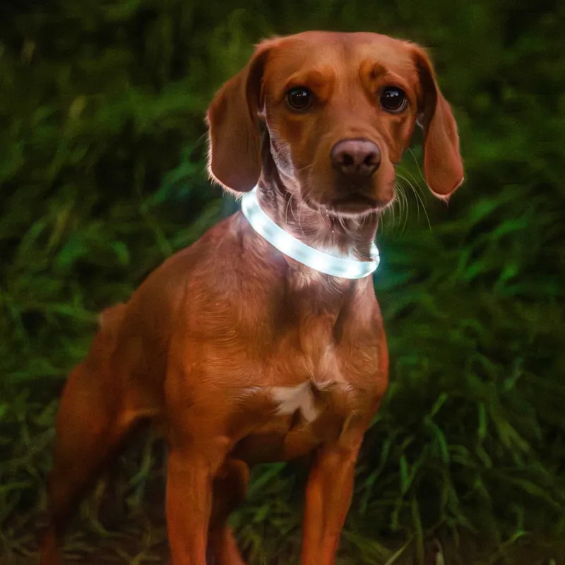 Mountain Paws Rechargeable Multi-Coloured Dog Collar Light-5