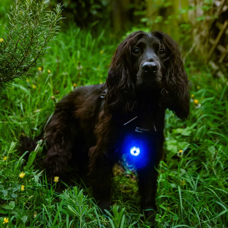 Mountain Paws Rechargeable Multi-Coloured Dog Safety Light-5