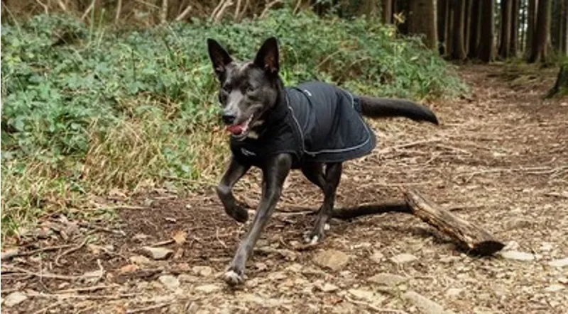 Mountain Paws - Extra Tough Dog Lead - Camo-8